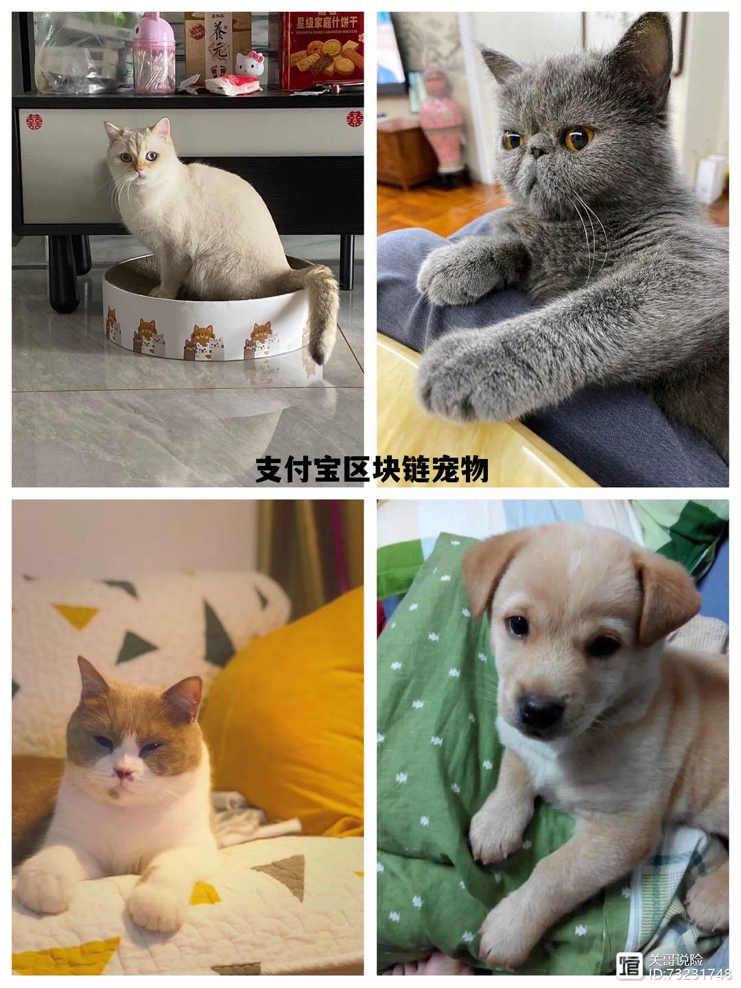 区块链宠物可以赚钱吗 支付宝区块链宠物 区块链宠物可以赚钱吗 支付宝区块链宠物